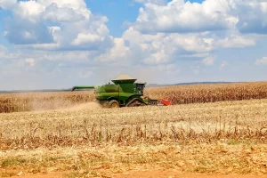 Colheita de milho segunda safra - Conexão Agro