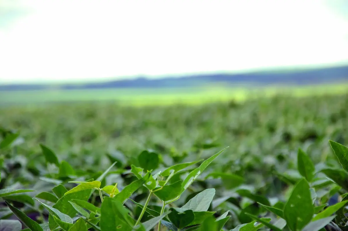 TMG soja nomenclatura - conexão agro