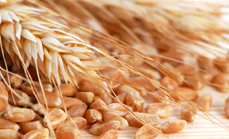 preço mínimo trigo governo - conexão agro