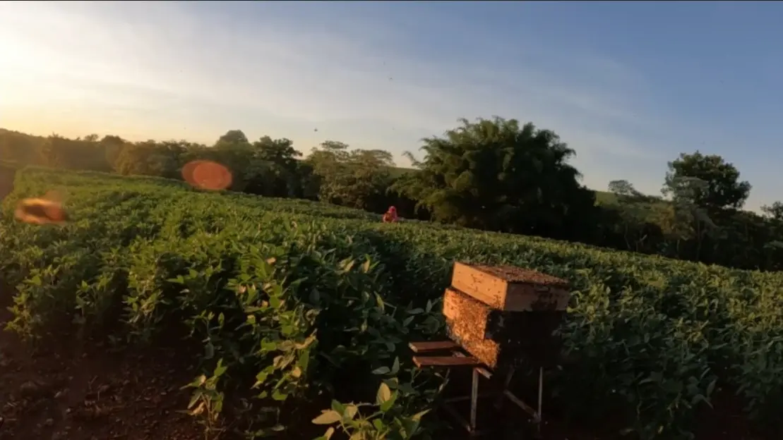 abelha soja mel práticas agrícolas Conexão Agro