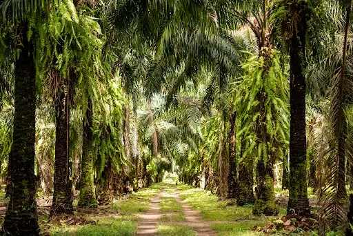 Óleo de palma agropalma agricultura familiar Conexão Agro