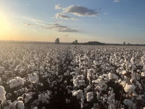 amipa algodão umidade colheita - conexão agro