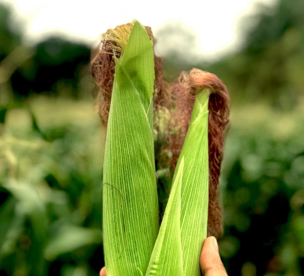 biológicos milho bioinsumos - conexão agro