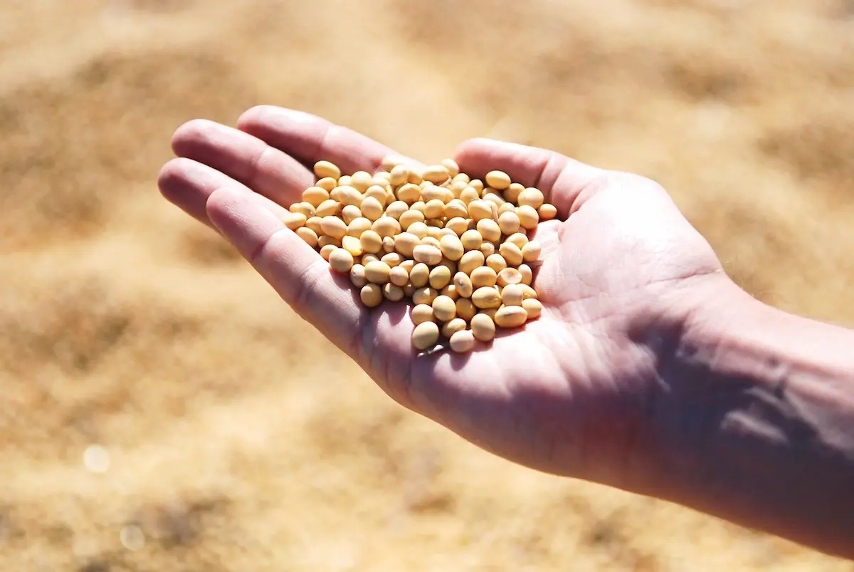 curso armazenamento tecnologia de sementes de soja embrapa - conexão agro