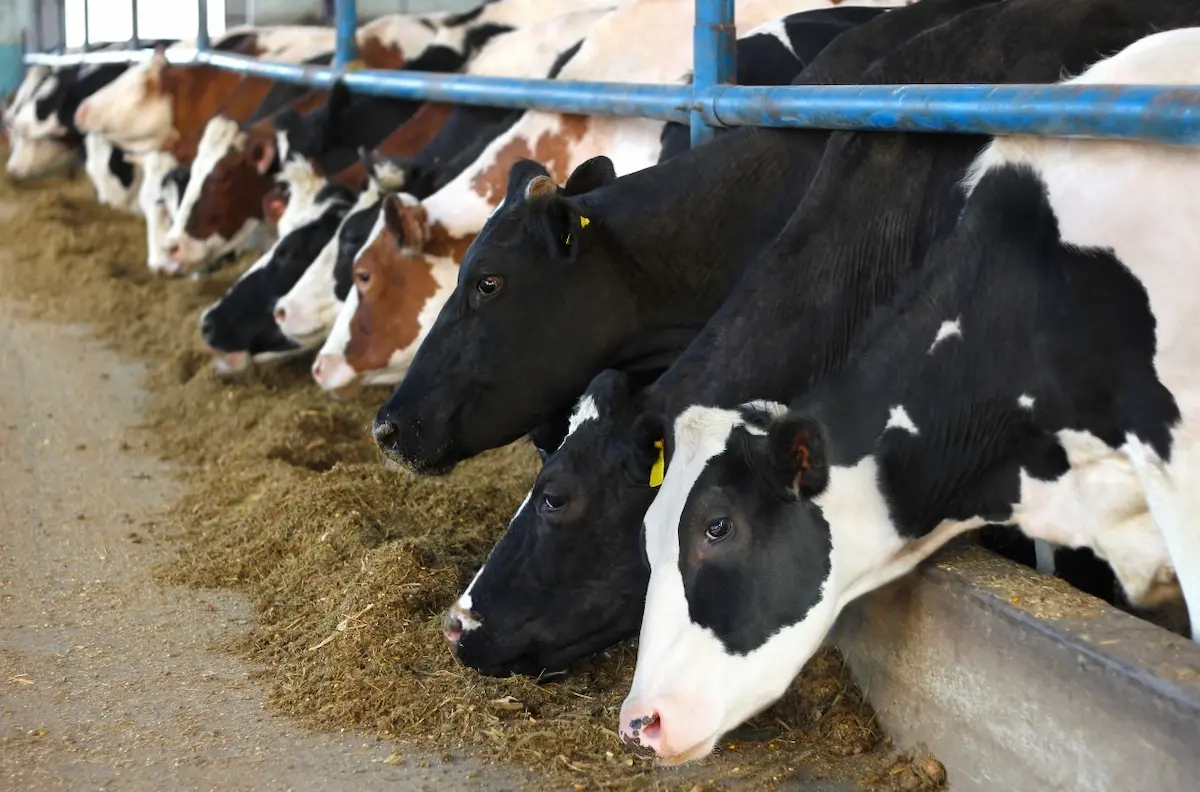 pecuária de leite minerais nutrição conexao agro