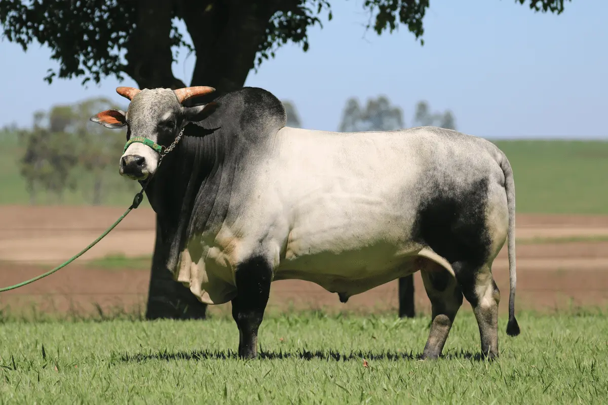 Punganur gado indiano - rancho promissão - conexão agro