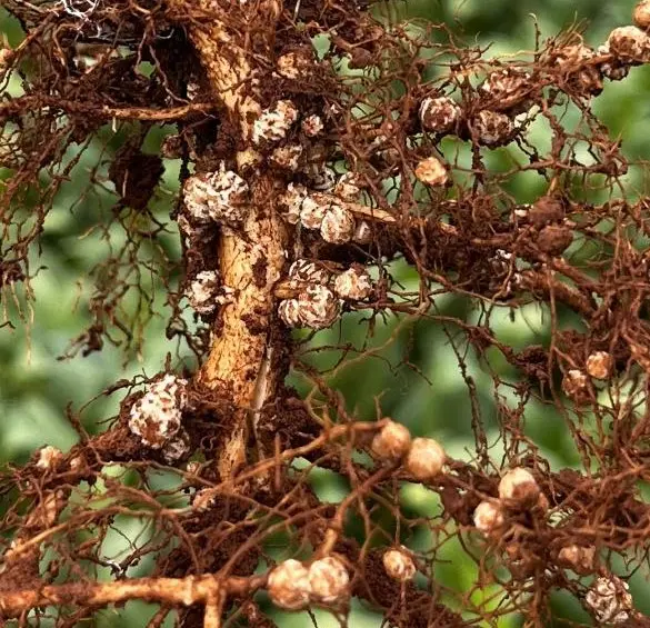 biológicos bioinsumos congresso da Andav conexão agro