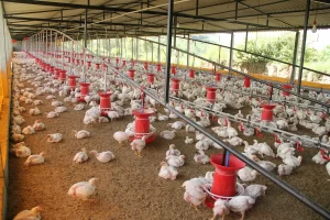 biossoluções aves suínos Conexão Agro