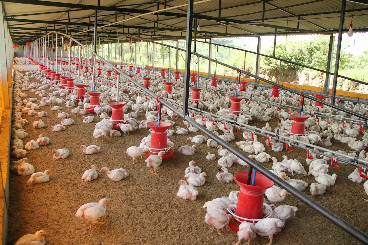 biossoluções aves suínos Conexão Agro