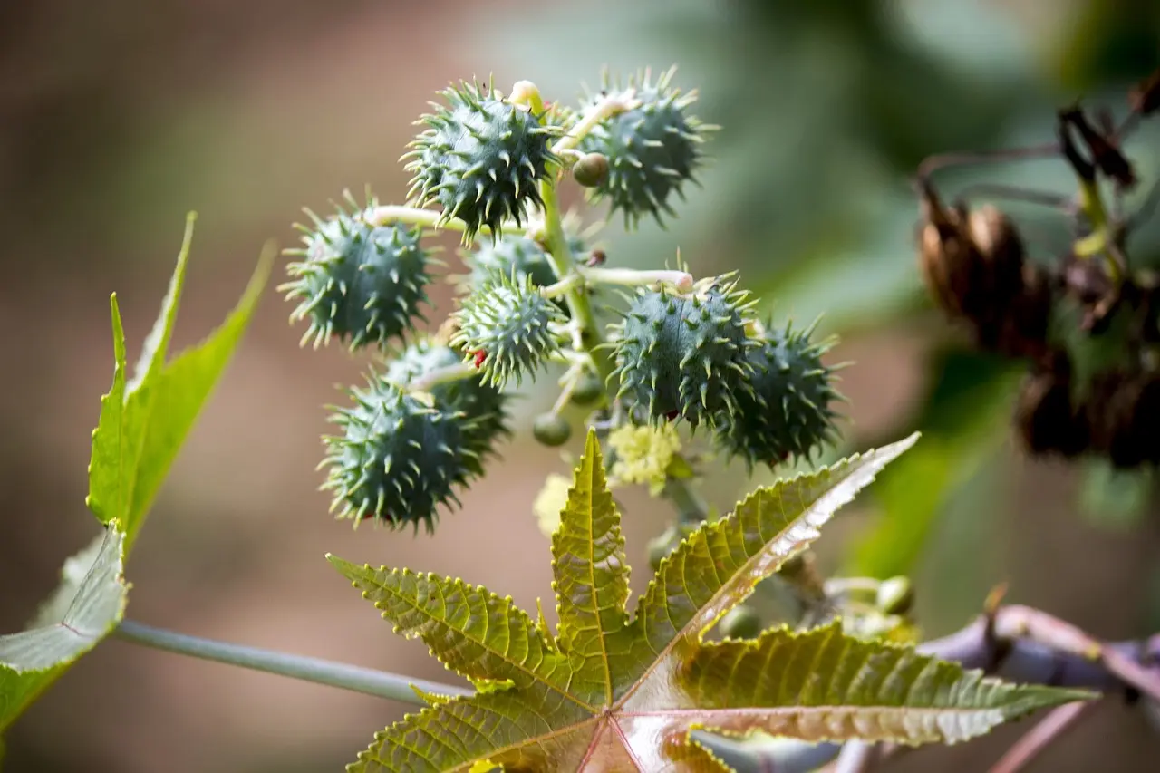 Mamona óleo rícino boas práticas no cultivo conexao Agro