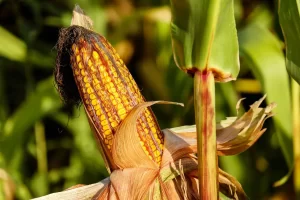 milho segunda safra colheita umidade do grão medidor de umidade Conexão Agro