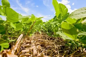 Soja plantio direto baixo carbono dia de campo Conexão Agro