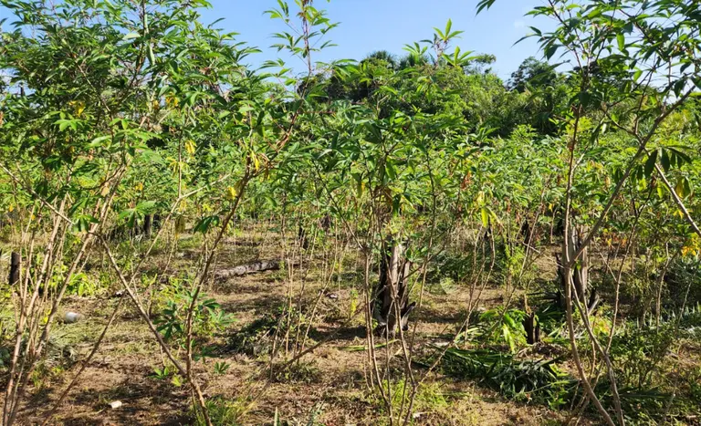 praga quarentenária mandioca vassoura de bruxa conexão agro