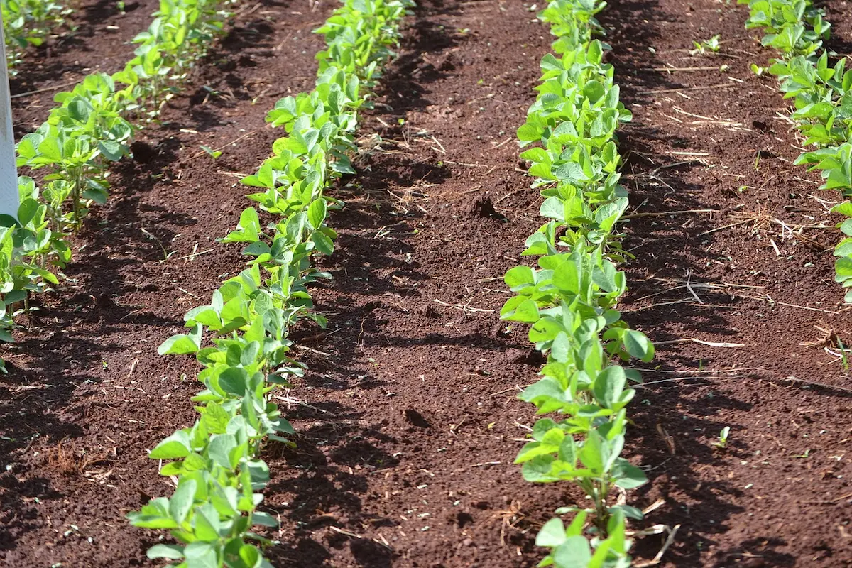 safra soja clima Basf Conexão agro