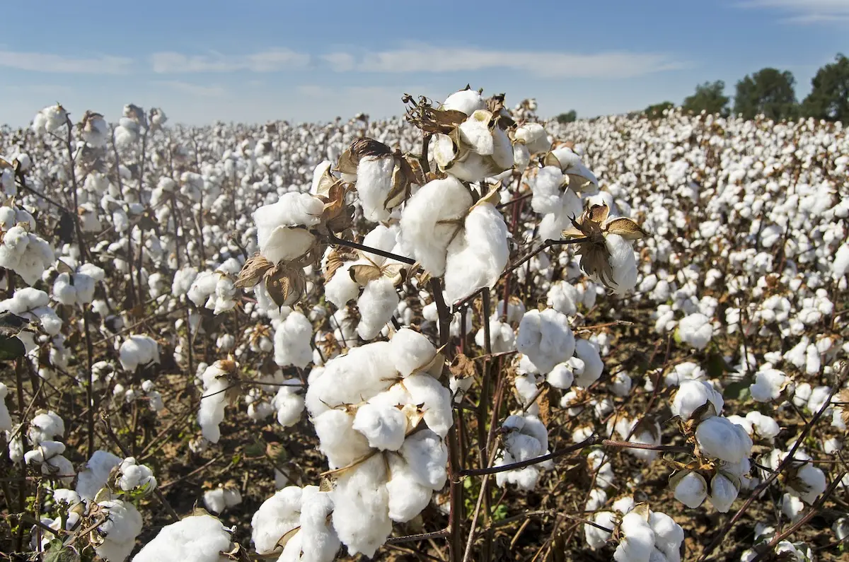 algodão tecnologia Conexão Agro