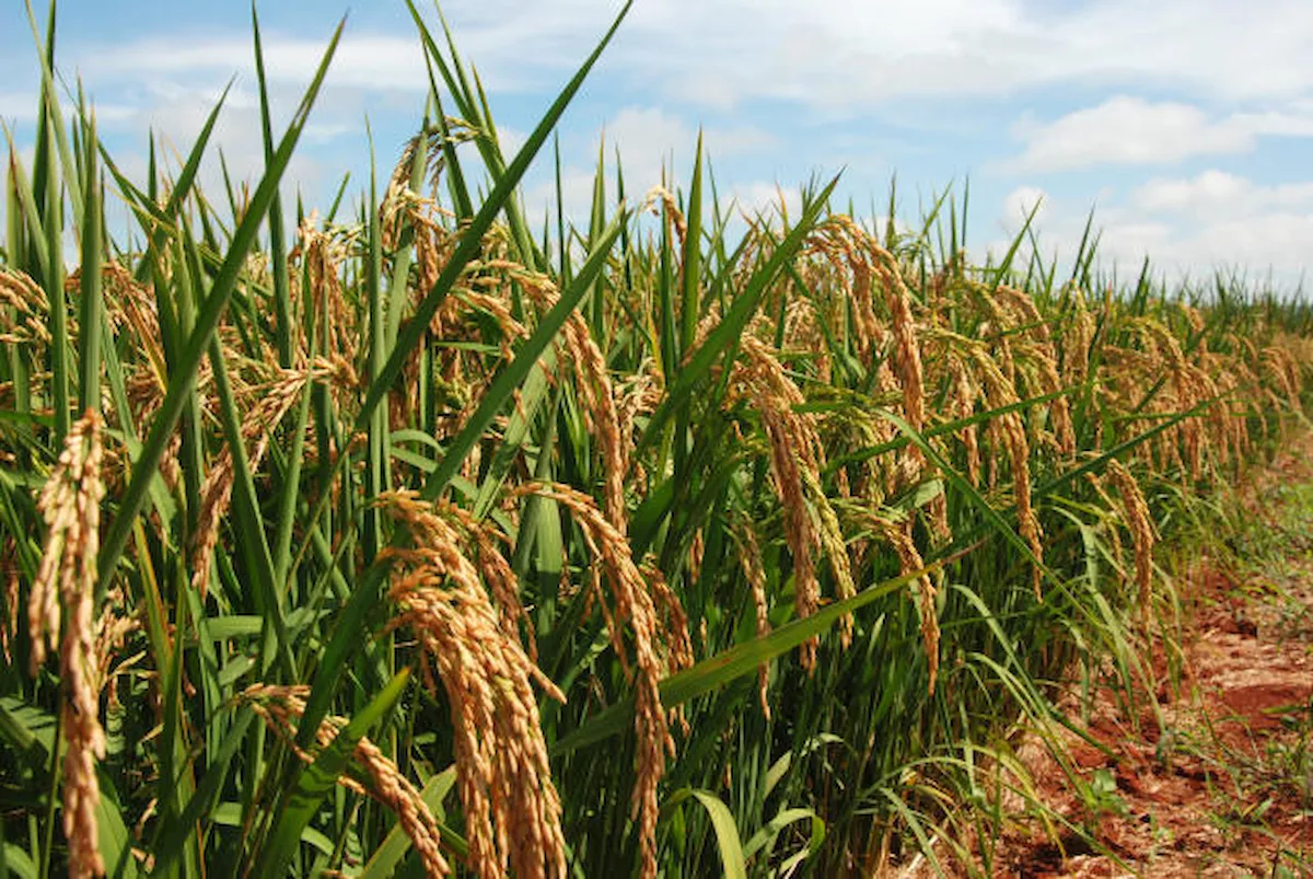 Produção de arroz deve crescer - Conexão Agro