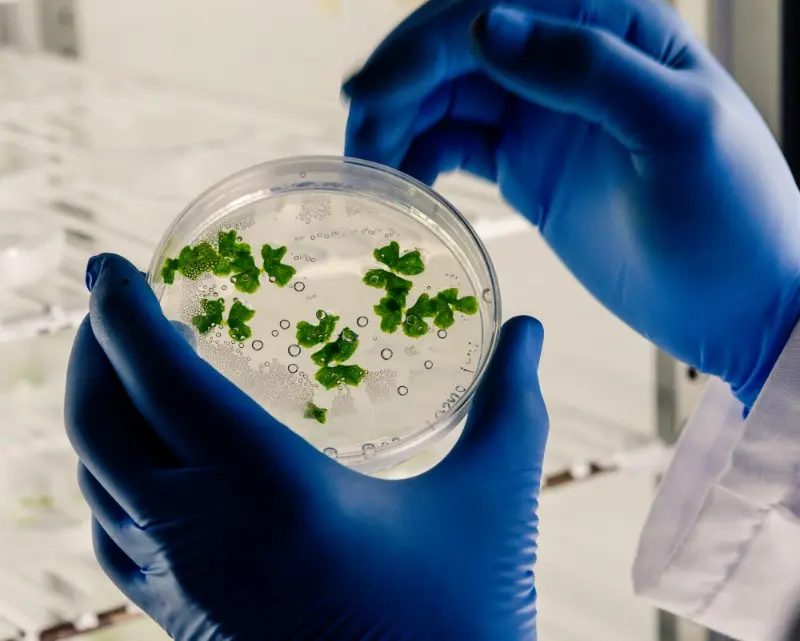 biotecnologia edição gênica crispr CBSementes Conexão Agro