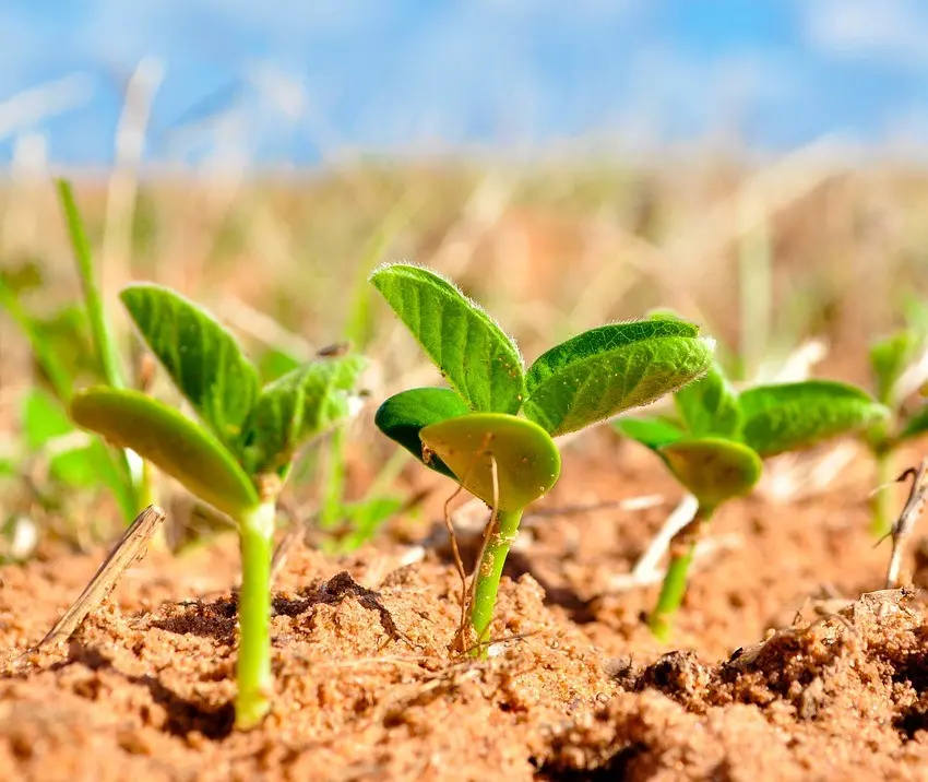 biotecnologia bioinsumos soja cbsementes conexao agro