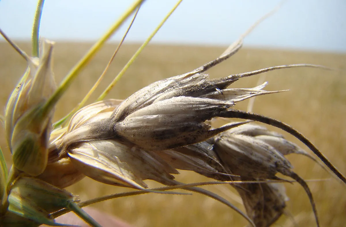 Brusone pode reduzir em 13% produção mundial de trigo - Conexão Agro