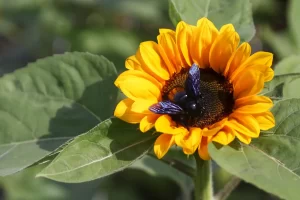 calor primavera produtores rurais Conexão Agro