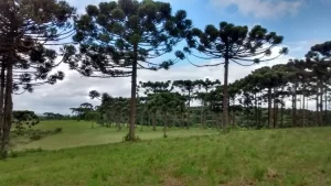 dia da árvore florestas biodiversidade conexão agro