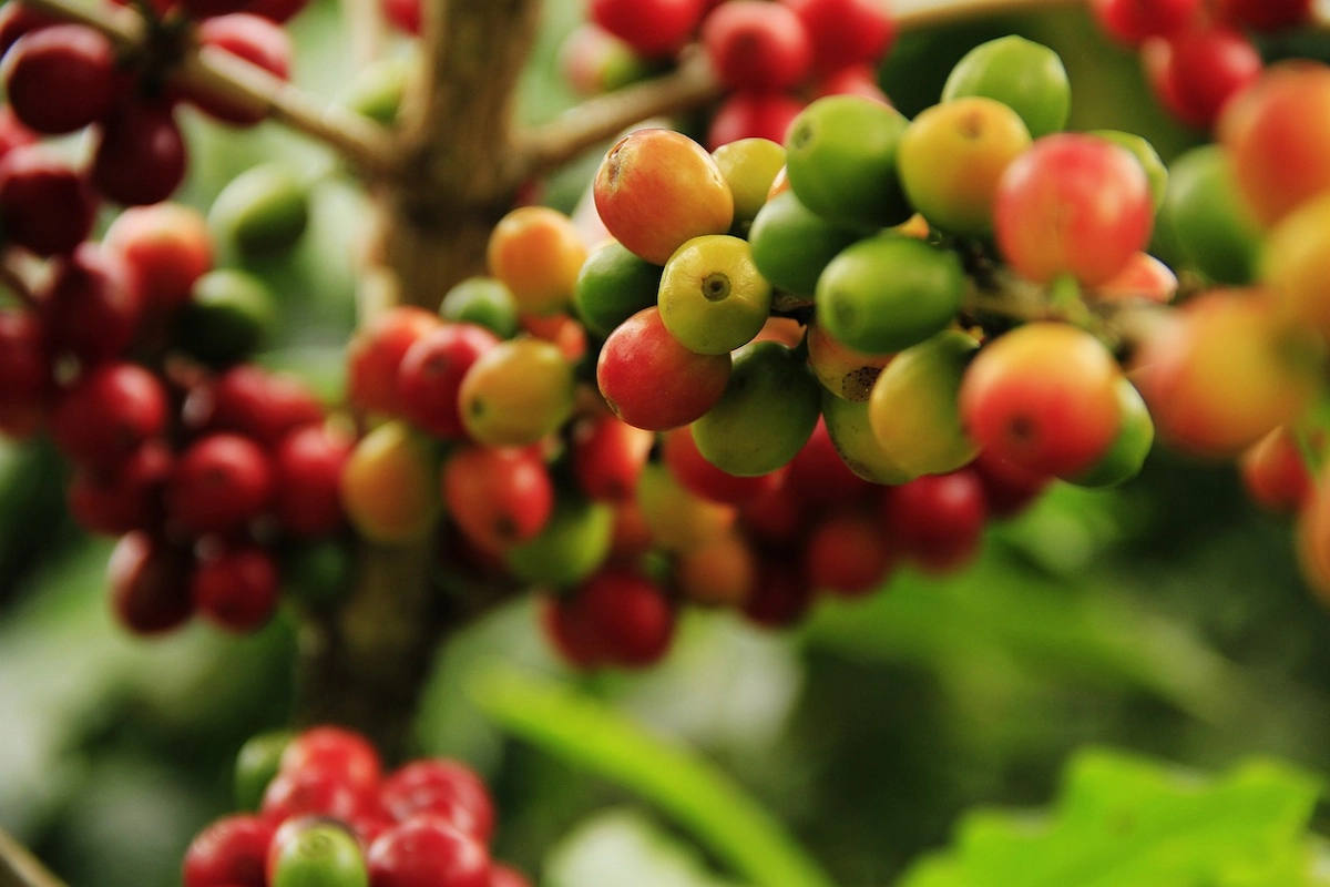 Pé de café - indicador do robusta supera o do arábica