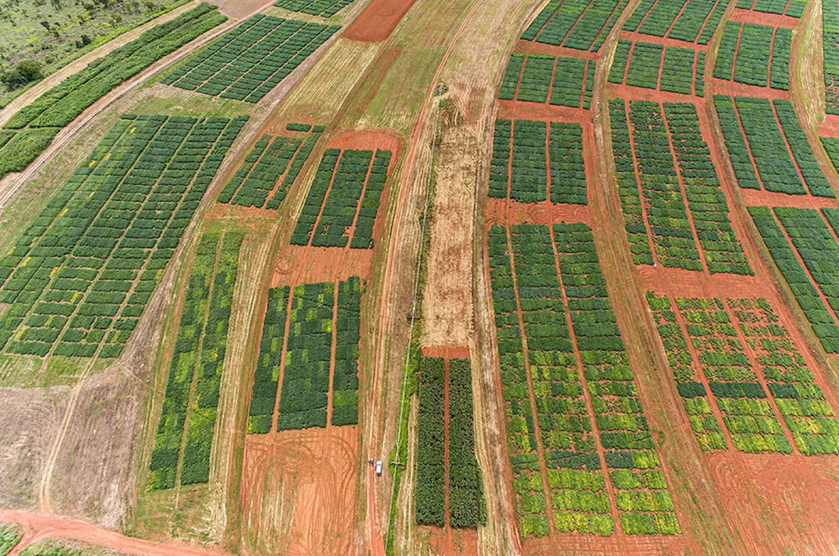 El niño impacta produção de soja na região central do País - Conexão Agro