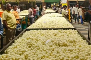 sericicultura bicho da seda índia Conexão Agro