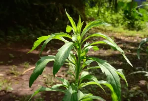 buva planta daninha soja Coterva Conexão Agro