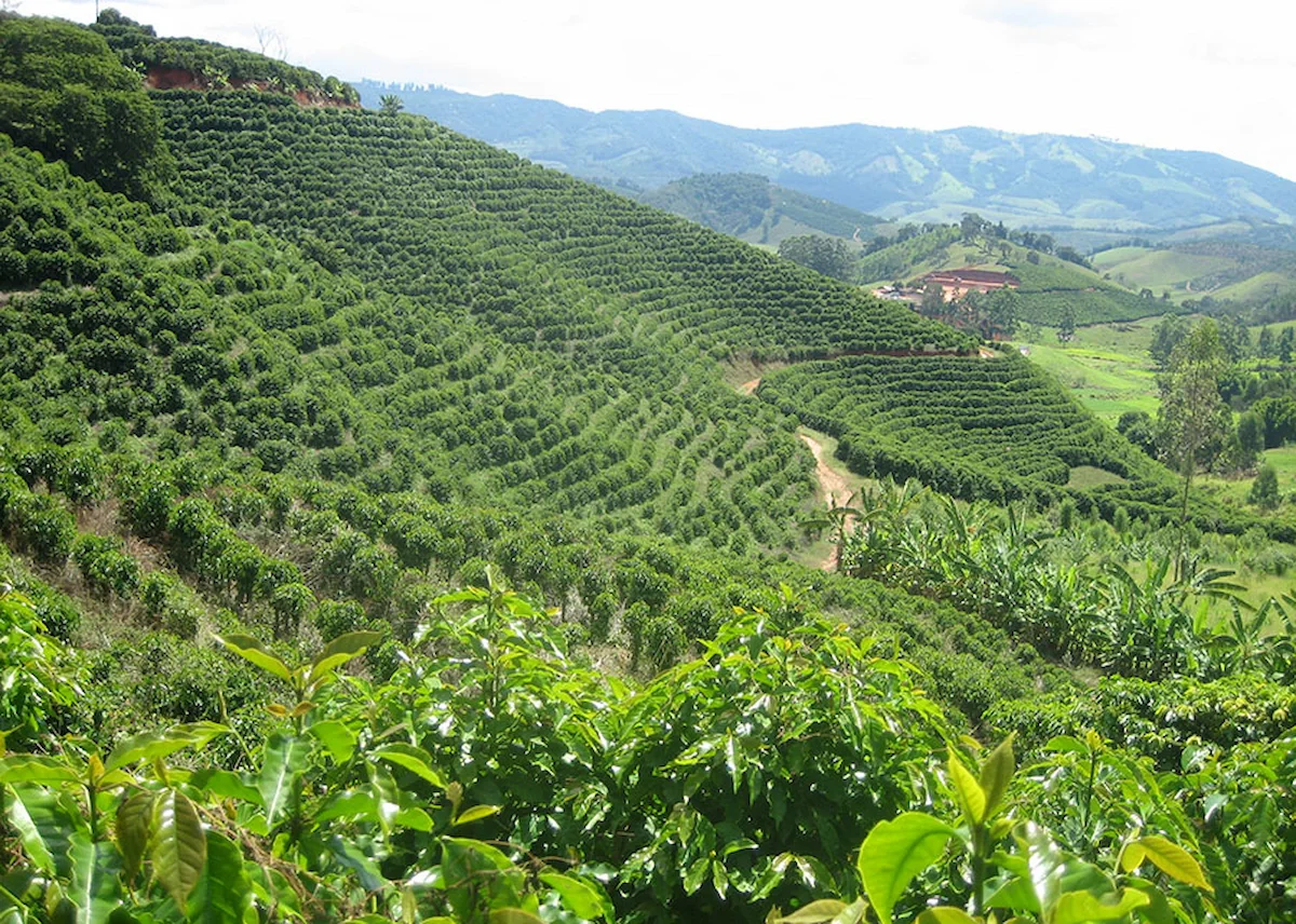 Probióticos reduzem doenças em cafeeiros - Conexão Agro