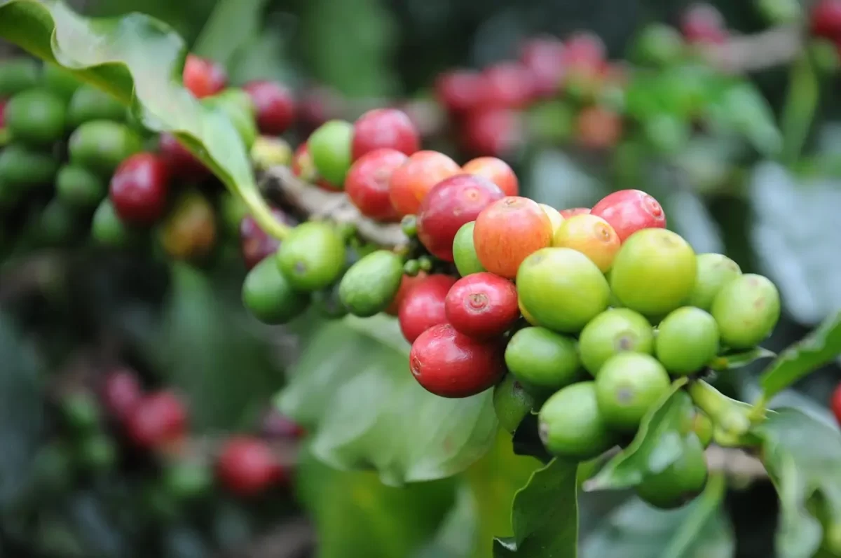 café fertilizantes inseticidas lançamento Conexão Agro