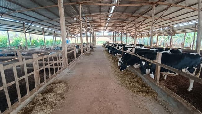 Capal Inseminação artificial Conexão Agro