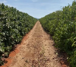 nanotecnologia café Conexão Agro