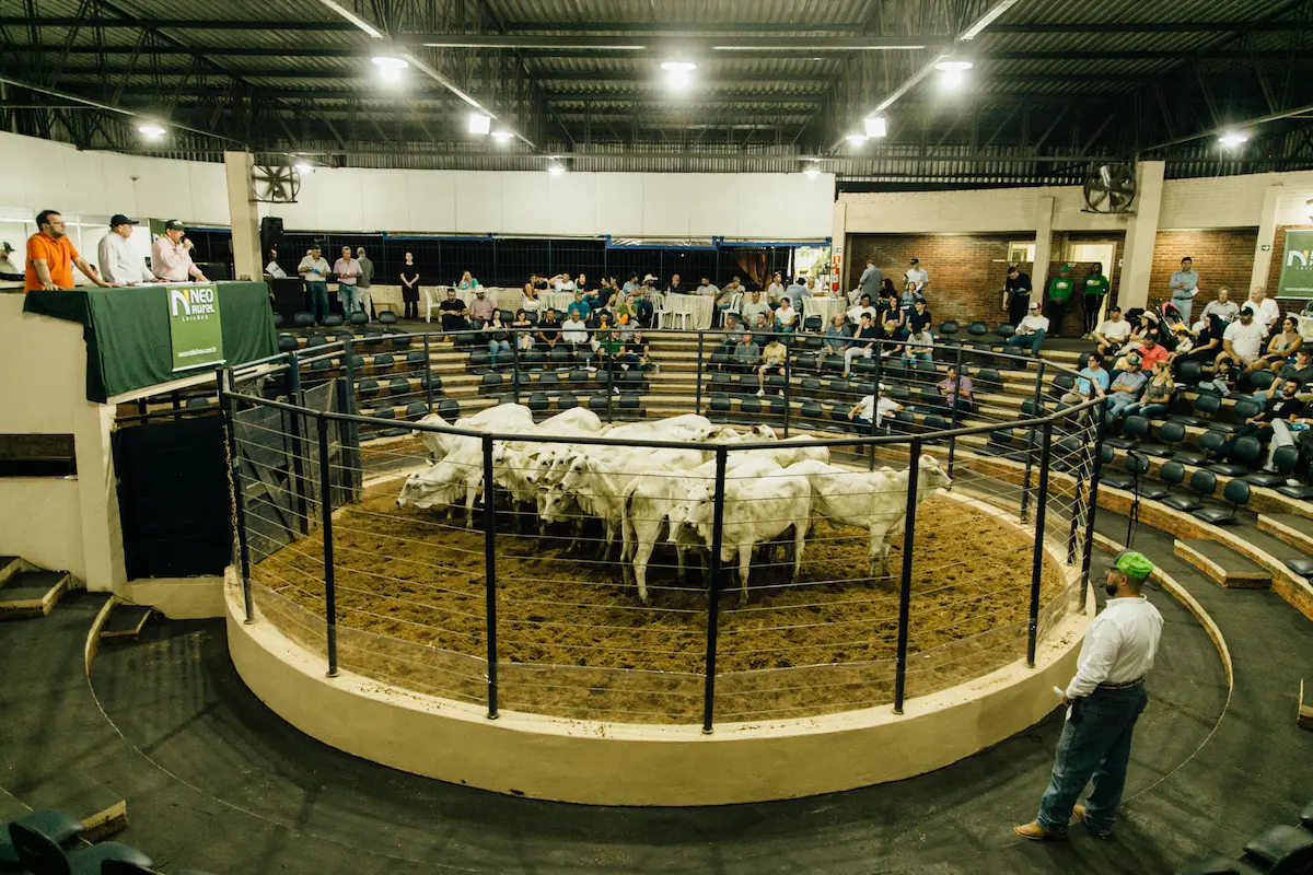 leilão nelore Parque Ney Braga Conexão Agro