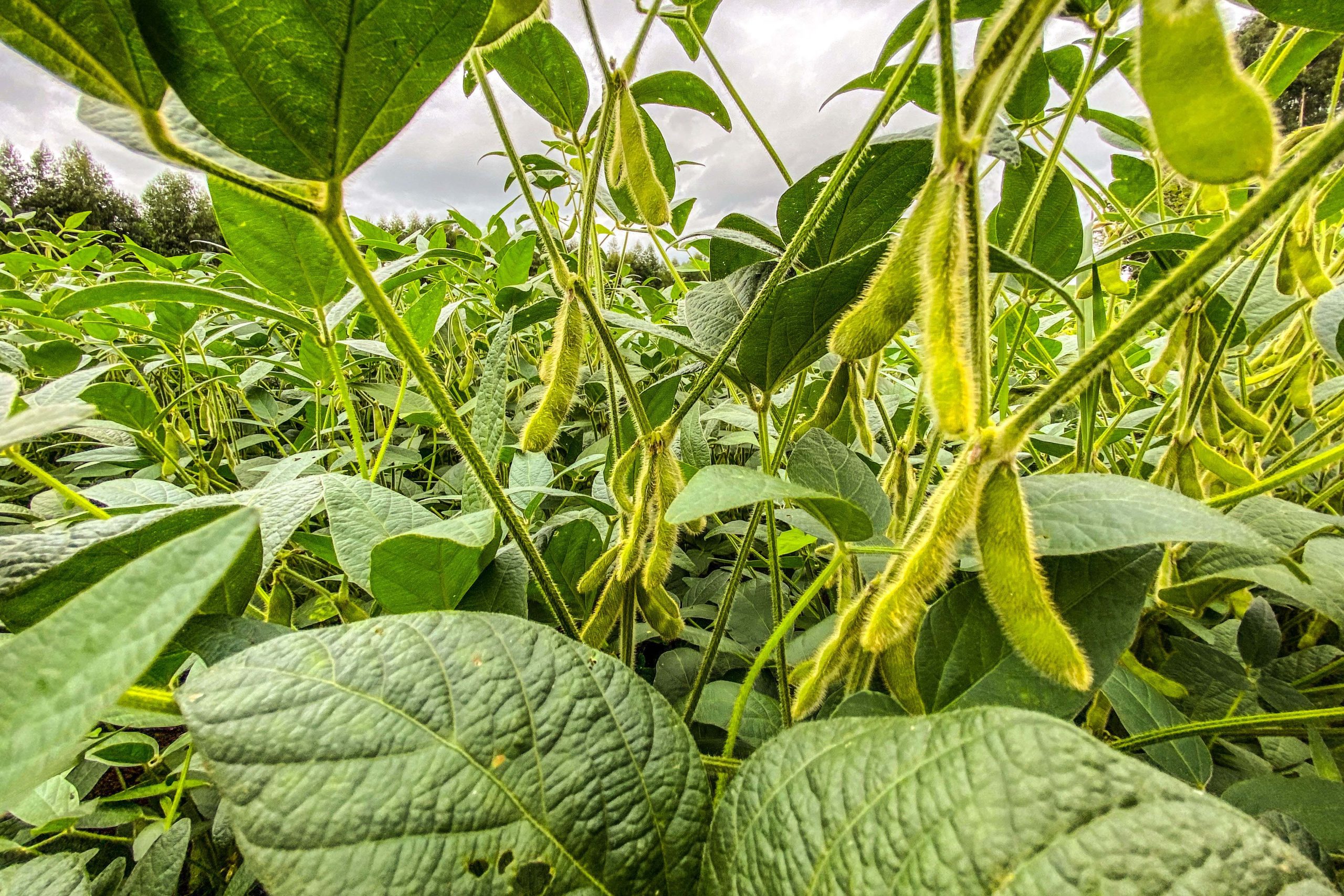 plantio de soja Paraná Conexao Agro