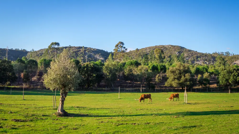 propriedade rural fronteiras regularização Conexão Agro