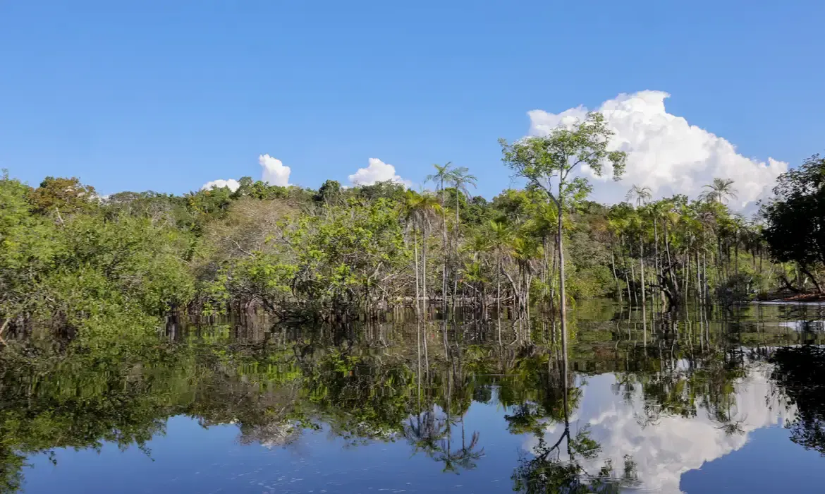 reflorestar restauração florestal desenvolvimento sustentável Conexão Agro