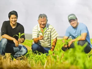 Mauá da Serra Sistema Plantio Direto Conexão Agro