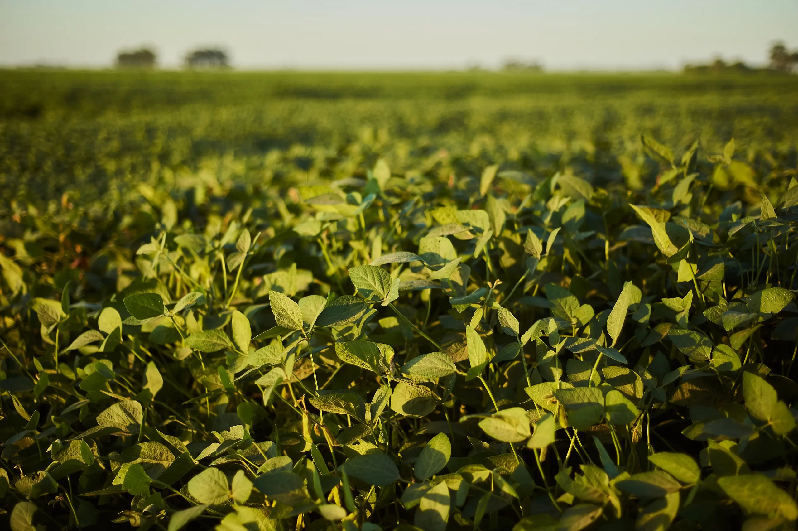 plantio de soja milho Paraná Conexão Agro