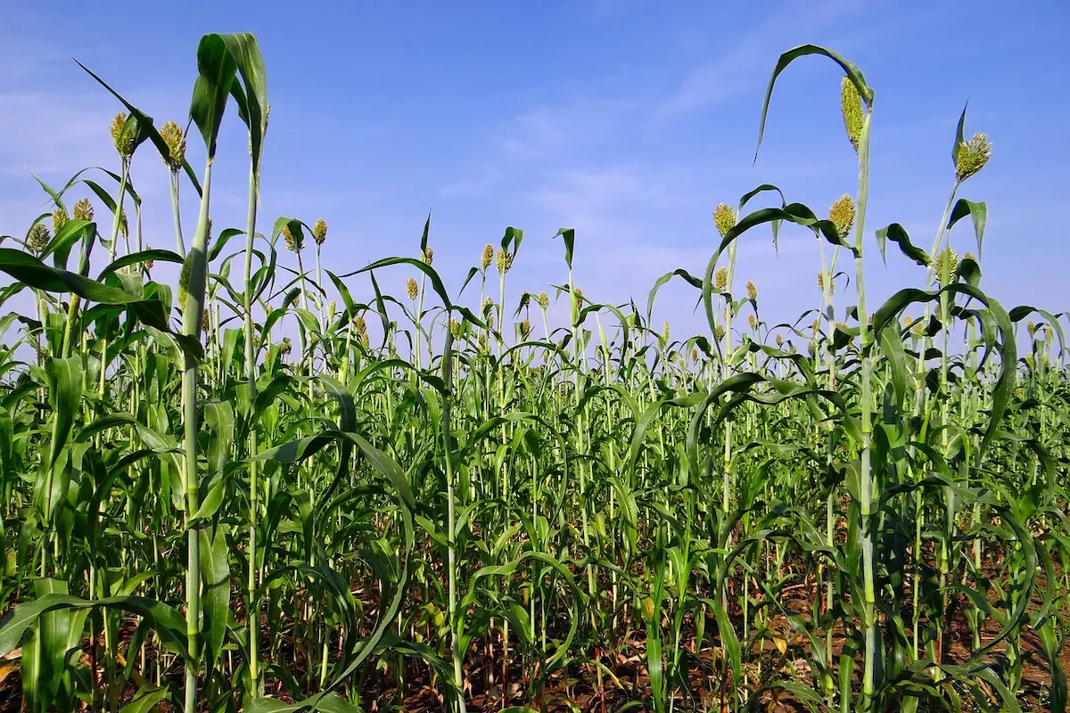 grãos próximos 10 anos sorgo conexão agro