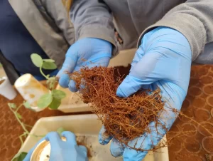 Nematóides Genetica TMG Conexão Agro