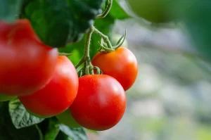 tomate grape campanha Outubro Rosa Conexão Agro