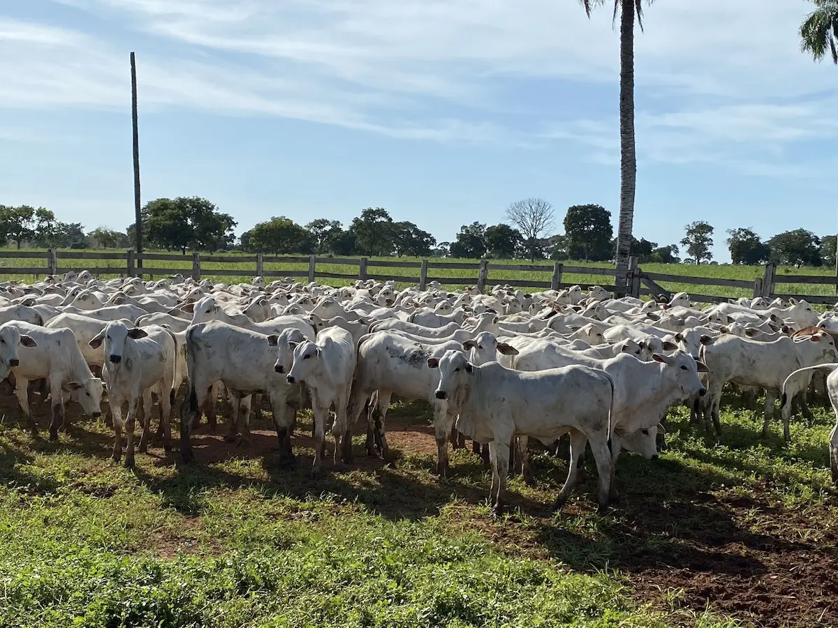 desmame bezerro prenhez conexão agro