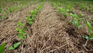 Sistema Plantio Direto Inoculantes soja conexão agro