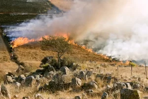 tecnologias para regeneração solo seca queimada conexão agro