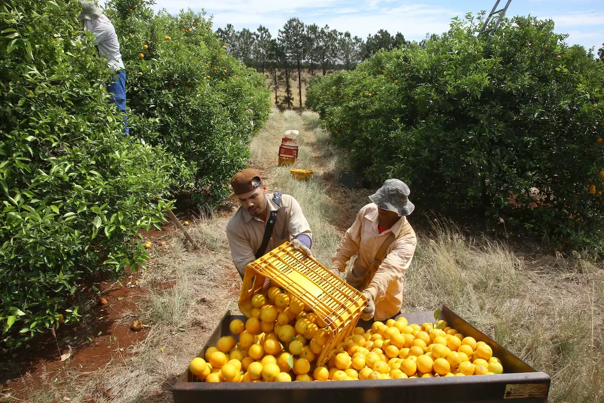 Emergência fitosanitária laranja greening conexão agro