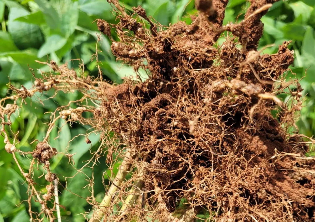 nematoides soja biossoluções Conexão Agro