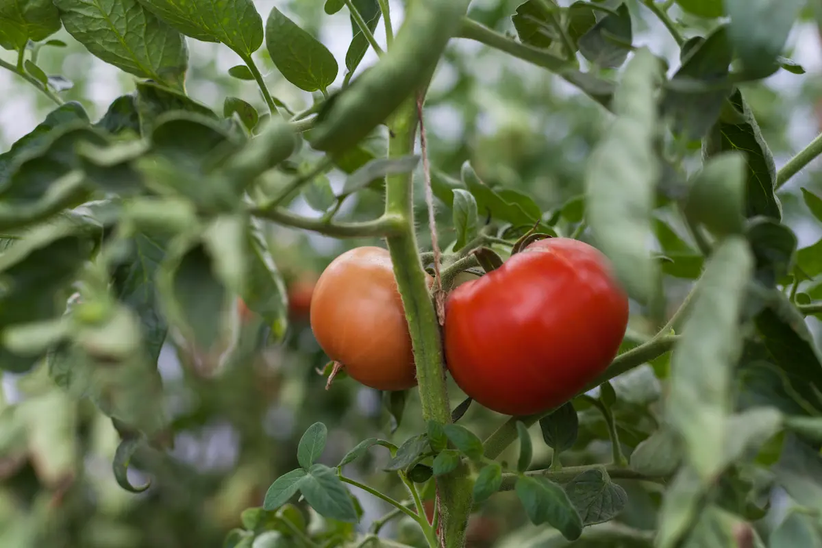Tomate safra Conexao Agro