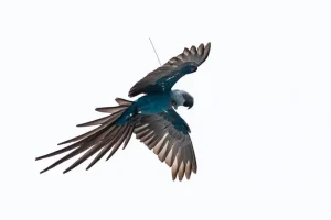 arara-azul repatriadas mapa bahia conexão agro