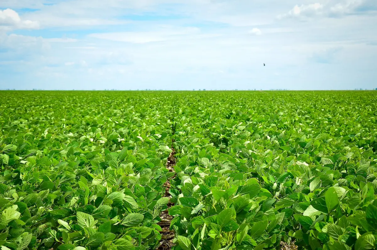 biológicos soja conexao agro